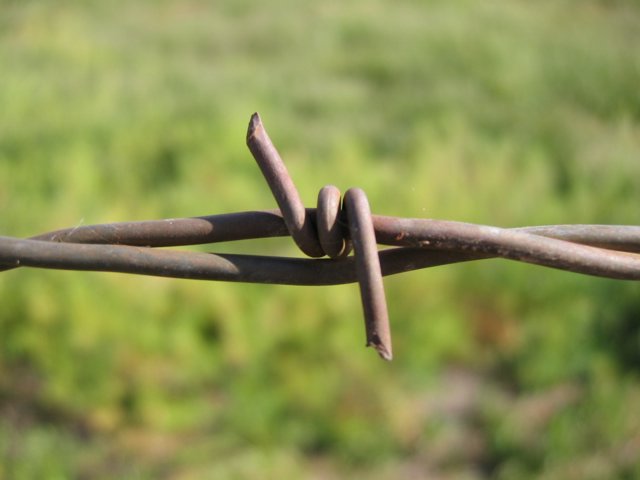barbed_wire_closeup